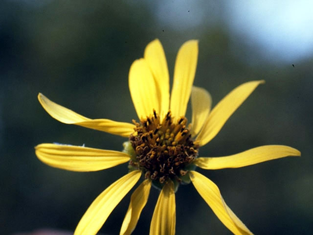 Heliopsis helianthoides (Smooth oxeye) #4717