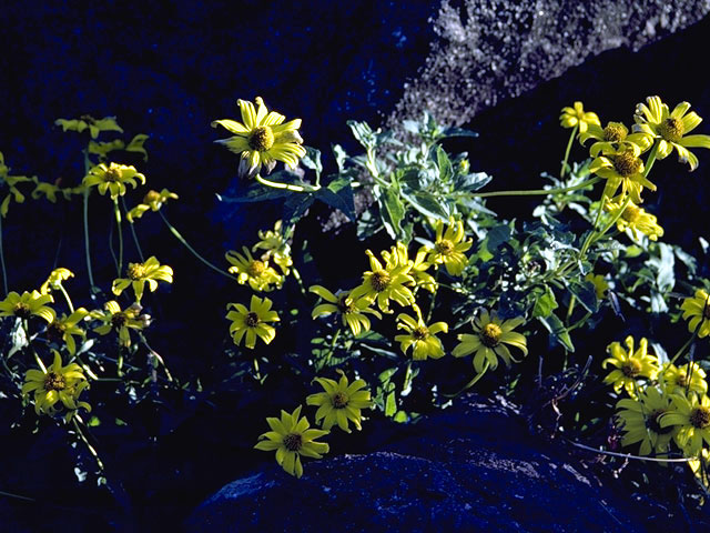 Heliopsis helianthoides (Smooth oxeye) #4718
