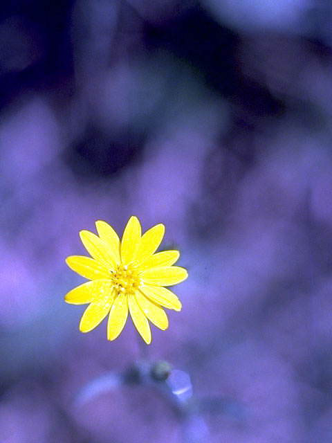 Chrysopsis pilosa (Soft goldenaster) #4730