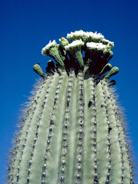Carnegiea gigantea (Saguaro) #4738