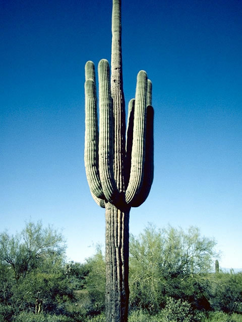 Carnegiea gigantea (Saguaro) #4740