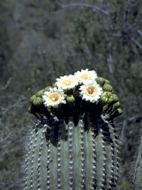 Carnegiea gigantea (Saguaro) #4741