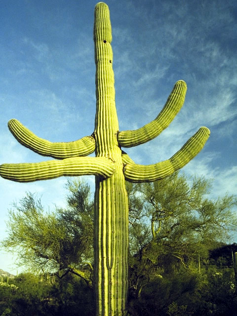 Carnegiea gigantea (Saguaro) #4743