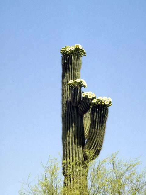 Carnegiea gigantea (Saguaro) #4746