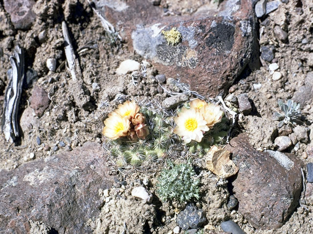 Escobaria missouriensis (Missouri foxtail cactus) #4750