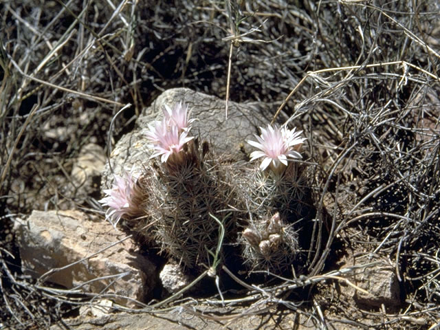 Escobaria tuberculosa (Whitecolumn foxtail cactus) #4751