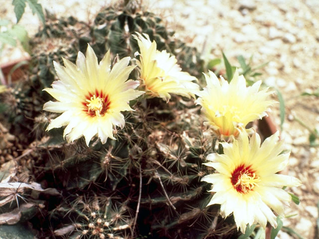Thelocactus setispinus (Miniature barrel cactus) #4759