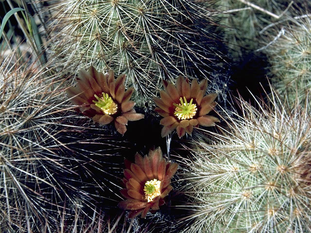 Echinocereus viridiflorus var. cylindricus (Green-flowered hedgehog cactus) #4769