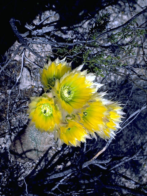Echinocereus dasyacanthus (Texas rainbow cactus) #4772