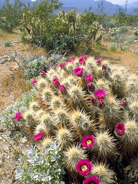 Echinocereus engelmannii (Engelmann's hedgehog cactus) #4779