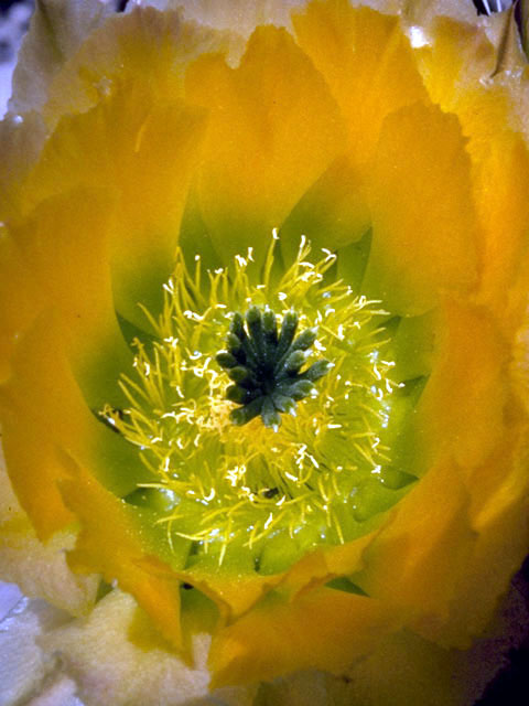Echinocereus pectinatus (Rainbow cactus) #4789