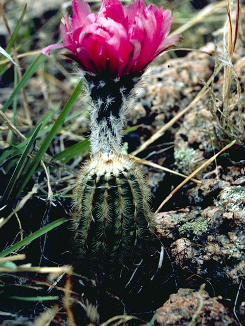 Echinocereus reichenbachii (Lace hedgehog cactus) #4792