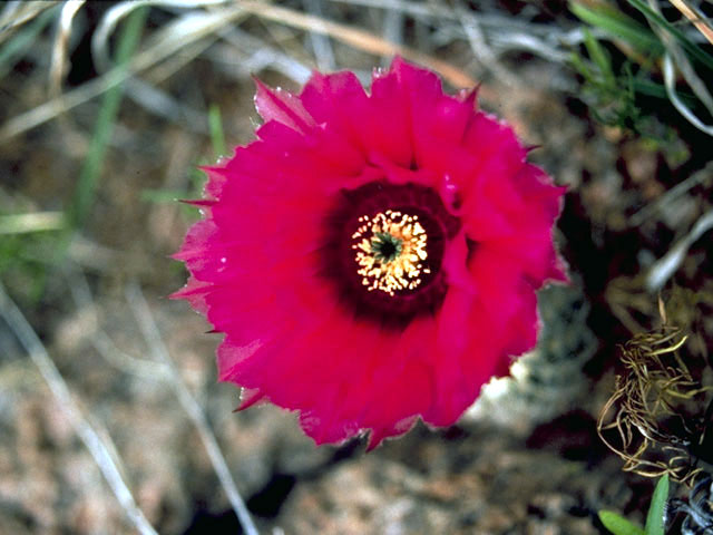 Echinocereus reichenbachii (Lace hedgehog cactus) #4793
