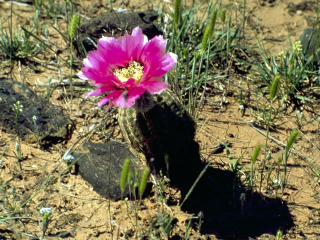 Echinocereus reichenbachii (Lace hedgehog cactus) #4795
