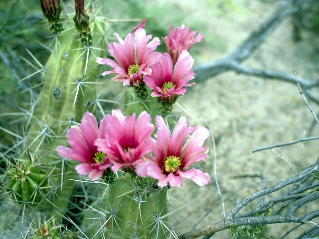Echinocereus stramineus (Strawberry hedgehog cactus) #4800