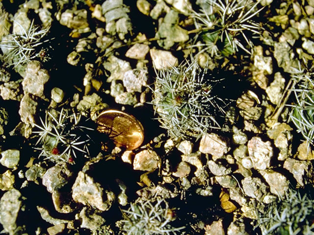 Echinocereus viridiflorus (Nylon hedgehog cactus) #4809