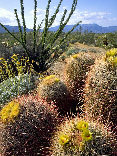 Ferocactus cylindraceus var. cylindraceus (California barrel cactus) #4811
