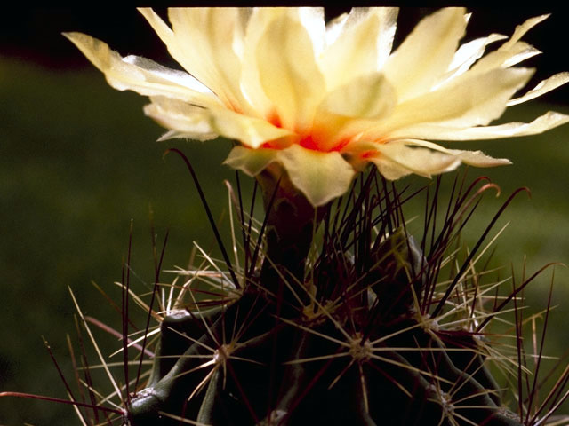 Thelocactus setispinus (Miniature barrel cactus) #4815