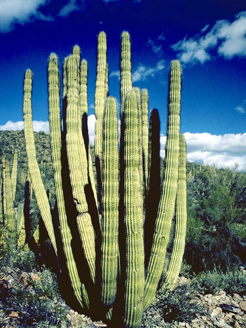 Stenocereus thurberi (Organpipe cactus) #4820