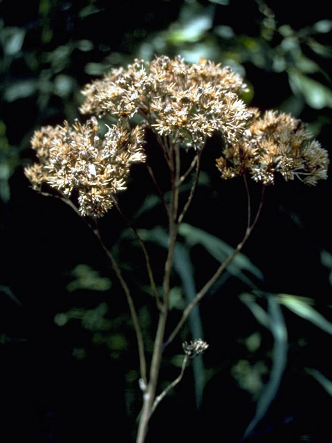 Achillea millefolium var. borealis (Boreal yarrow) #4827