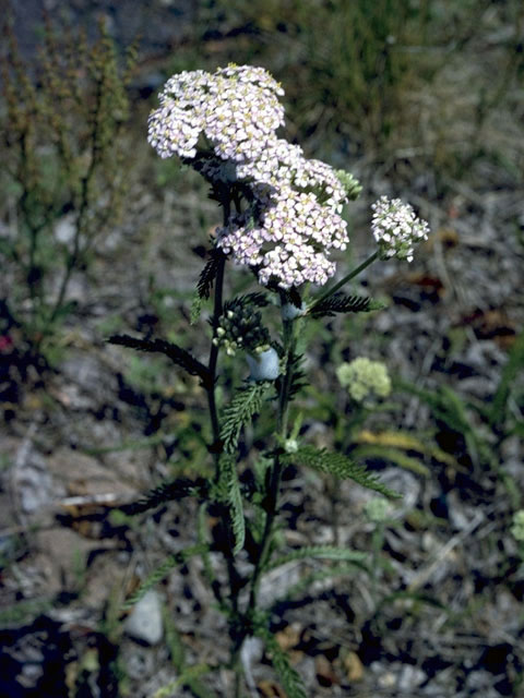 Achillea millefolium var. occidentalis (Western yarrow) #4830