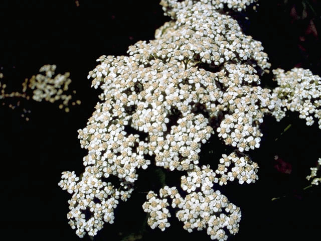 Achillea millefolium (Common yarrow) #4834