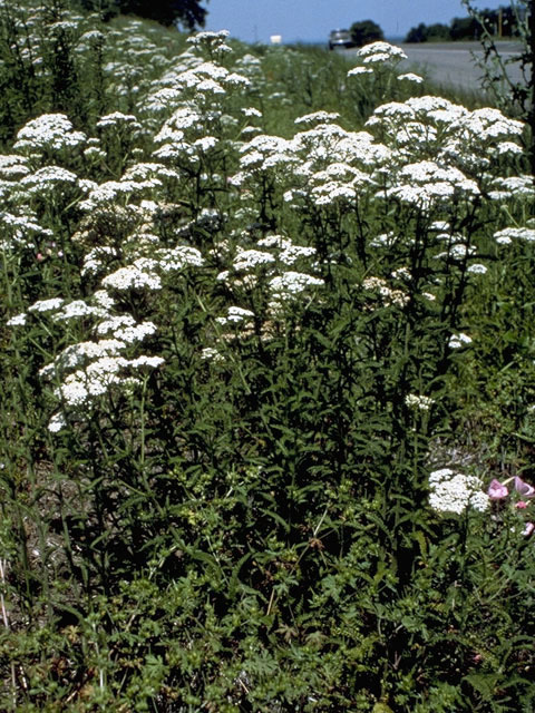 Achillea millefolium (Common yarrow) #4835
