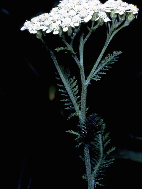 Achillea millefolium (Common yarrow) #4836