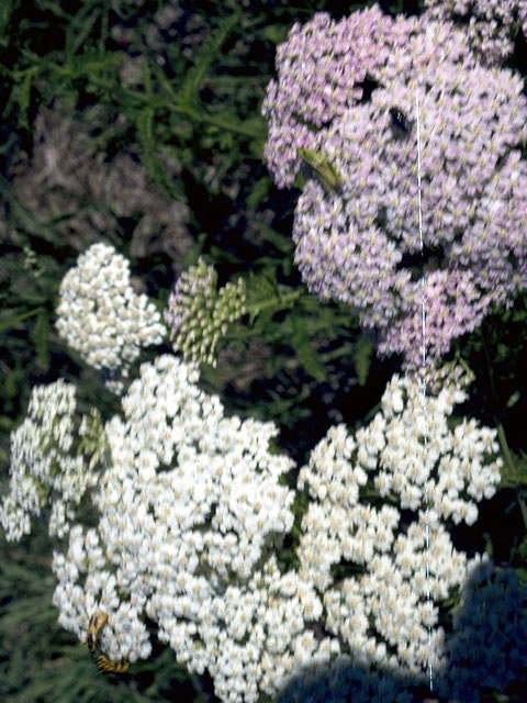 Achillea millefolium (Common yarrow) #4838