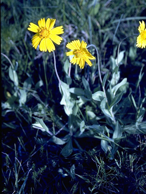 Amblyolepis setigera (Huisache daisy) #4854