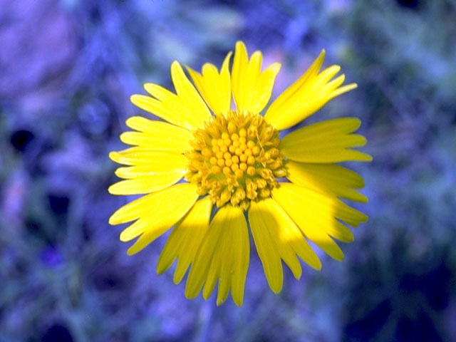 Amblyolepis setigera (Huisache daisy) #4855