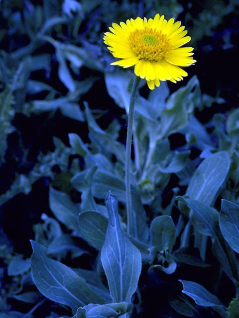 Amblyolepis setigera (Huisache daisy) #4856