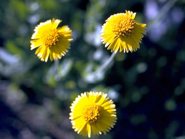 Amblyolepis setigera (Huisache daisy) #4858