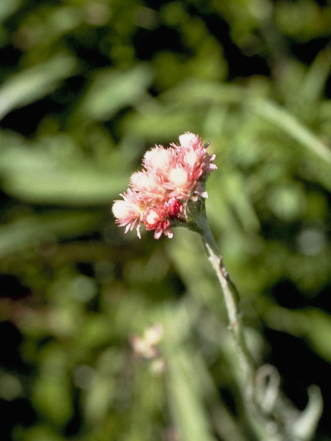 Antennaria rosea (Rosy pussytoes) #4870