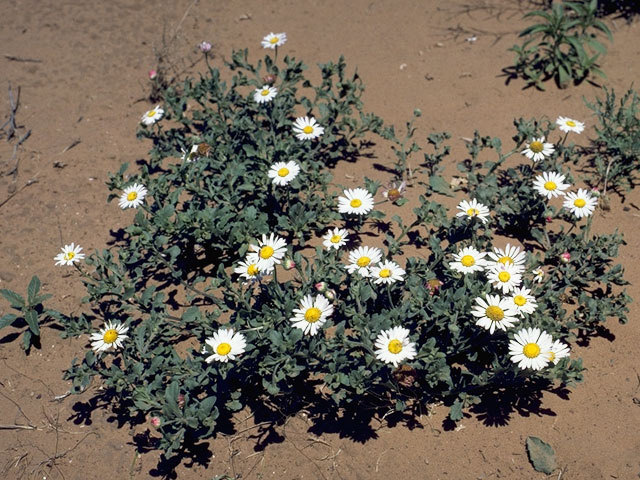 Aphanostephus riddellii (Lazy daisy) #4880