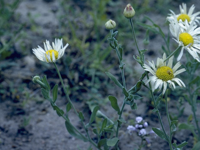 Aphanostephus skirrhobasis (Lazy daisy) #4883