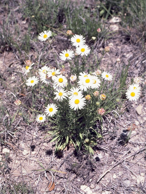Aphanostephus skirrhobasis (Lazy daisy) #4884