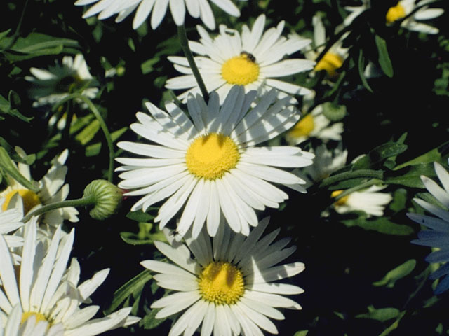 Aphanostephus skirrhobasis (Lazy daisy) #4885