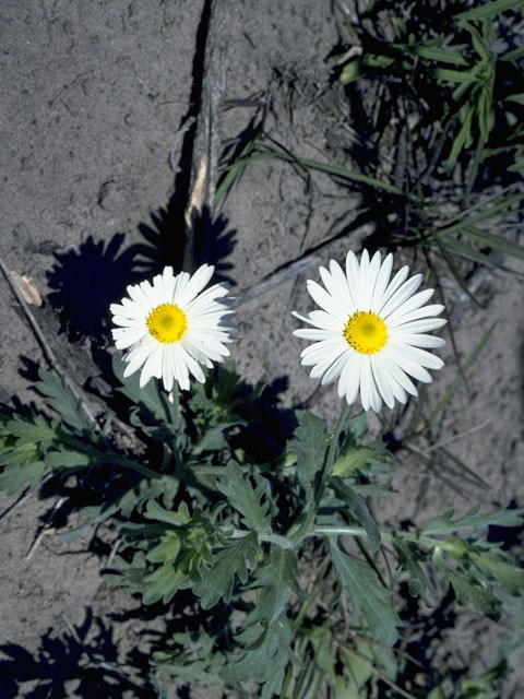 Aphanostephus skirrhobasis (Lazy daisy) #4887