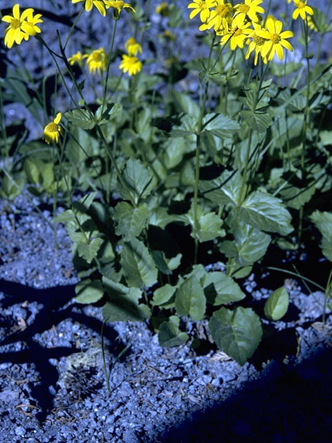 Arnica latifolia (Broadleaf arnica) #4909