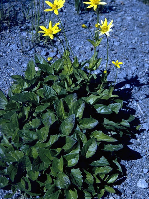 Arnica latifolia (Broadleaf arnica) #4911