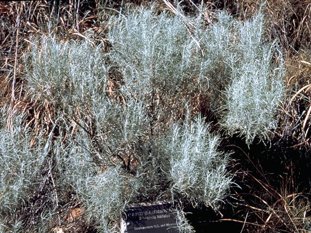 Artemisia filifolia (Sand sagebrush) #4924