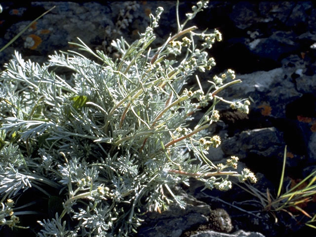 Artemisia frigida (Prairie sagewort) #4925