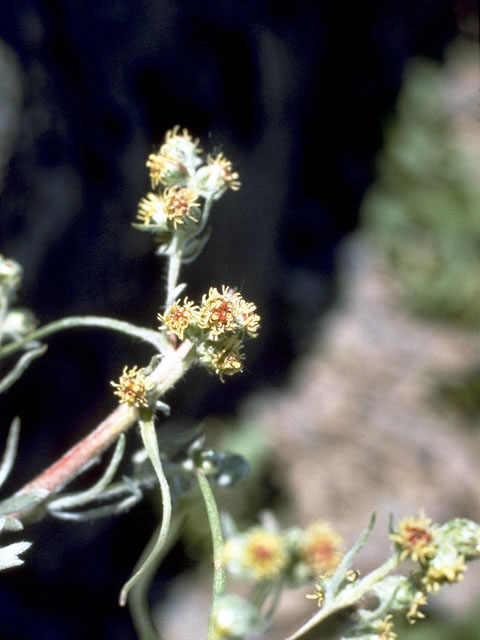 Artemisia frigida (Prairie sagewort) #4926