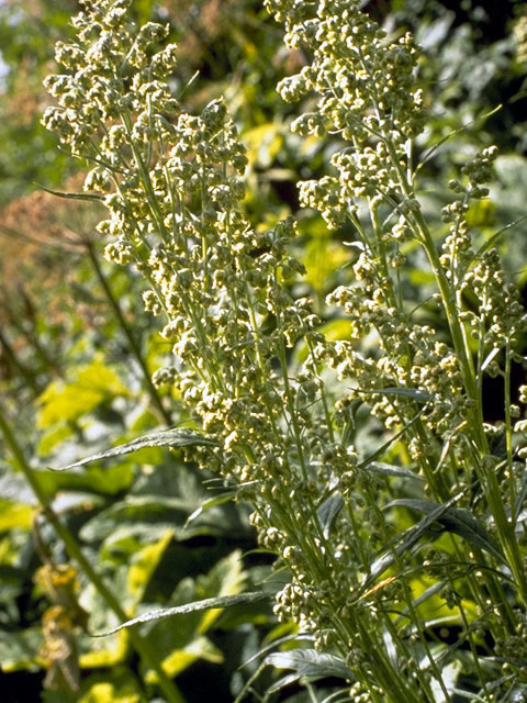 Artemisia tridentata (Big sagebrush) #4927