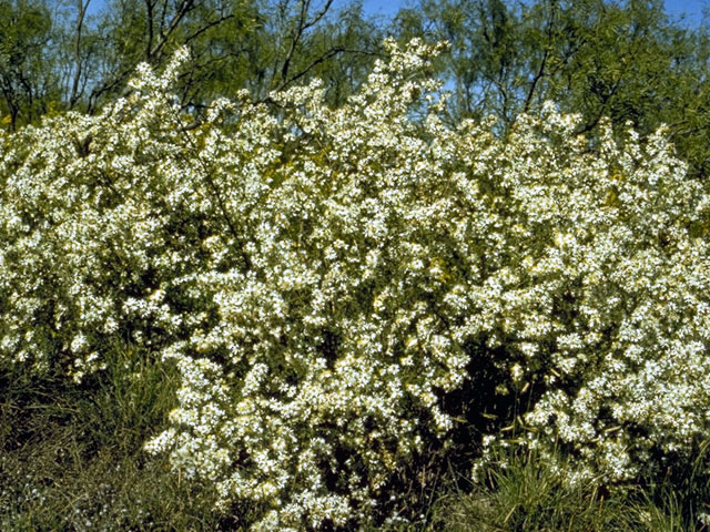 Symphyotrichum ericoides var. ericoides (White heath aster) #4946