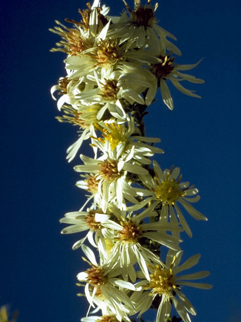Symphyotrichum ericoides var. ericoides (White heath aster) #4947