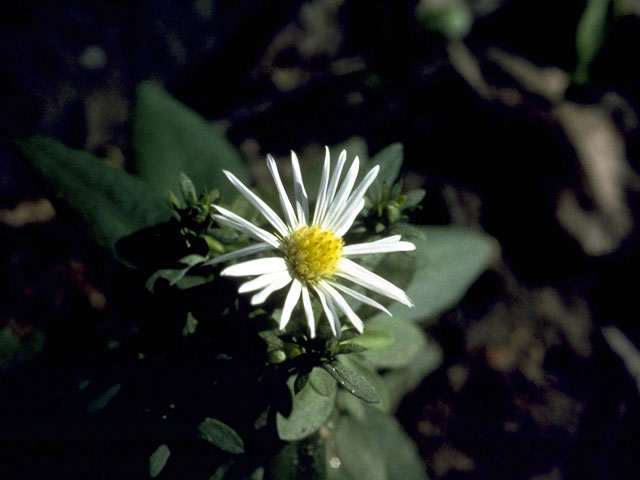 Symphyotrichum ericoides var. ericoides (White heath aster) #4949