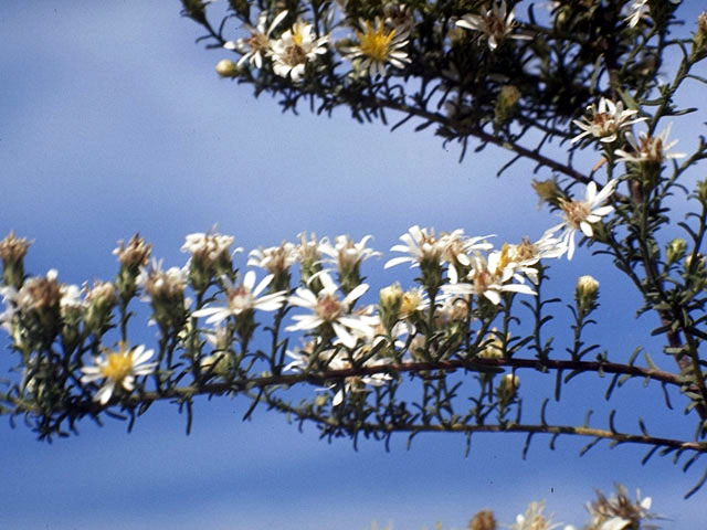 Symphyotrichum ericoides var. ericoides (White heath aster) #4950