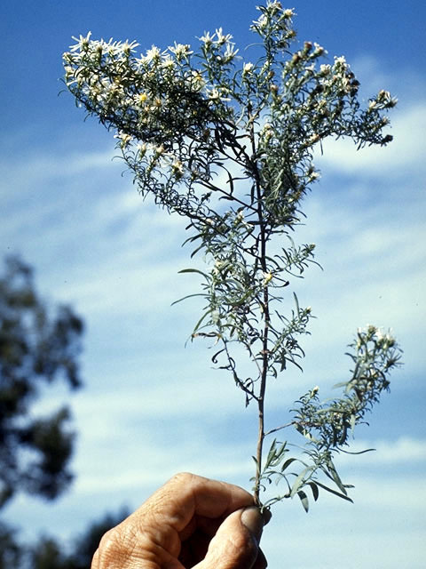 Symphyotrichum ericoides var. ericoides (White heath aster) #4951